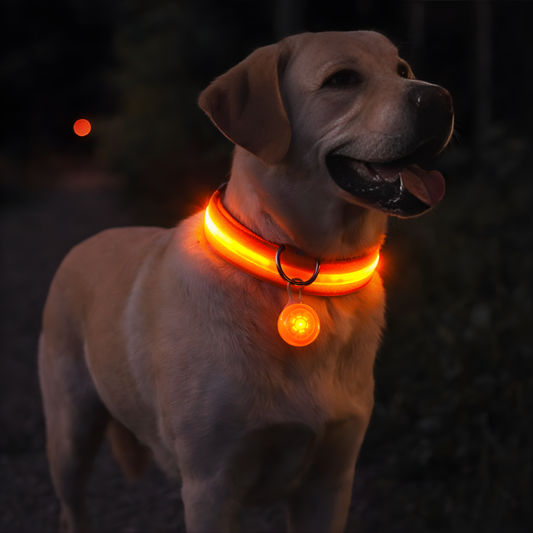 LED Dog Collar – Ultra-Bright Night Safety & USB Rechargeable