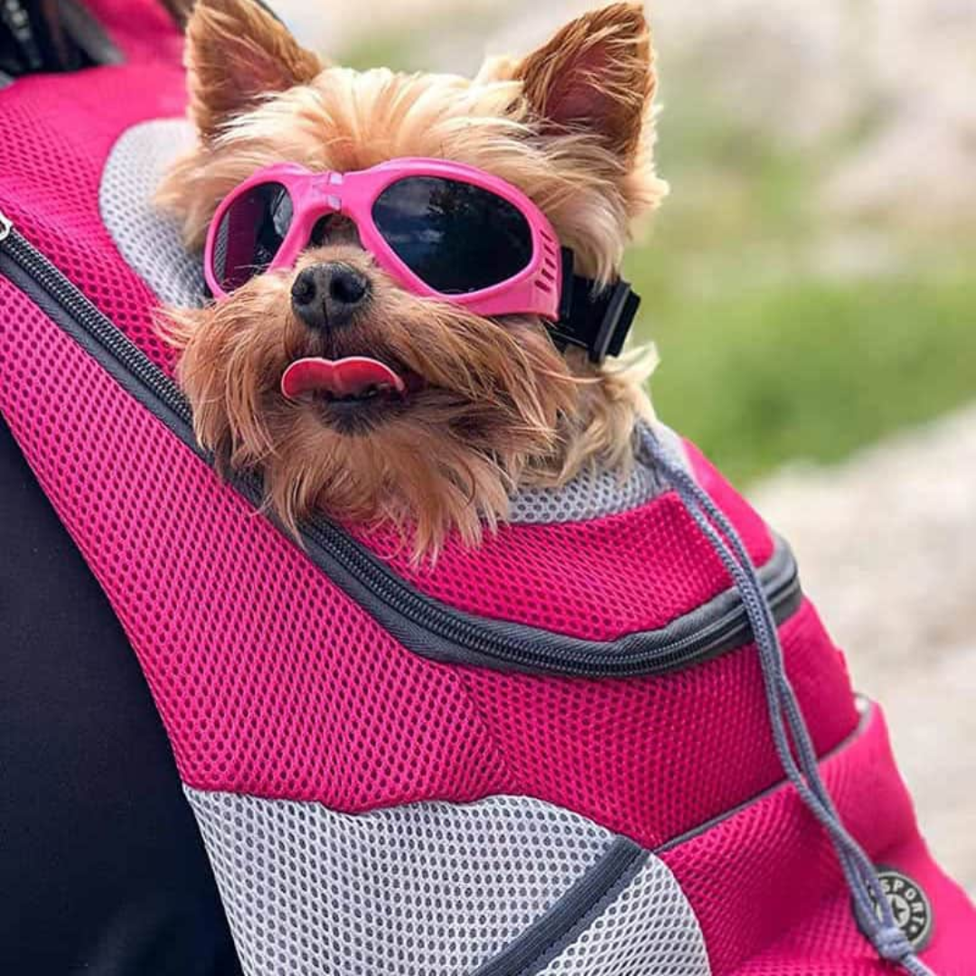 Pet Travel Backpack | Breathable Mesh & Padded Straps for Comfort